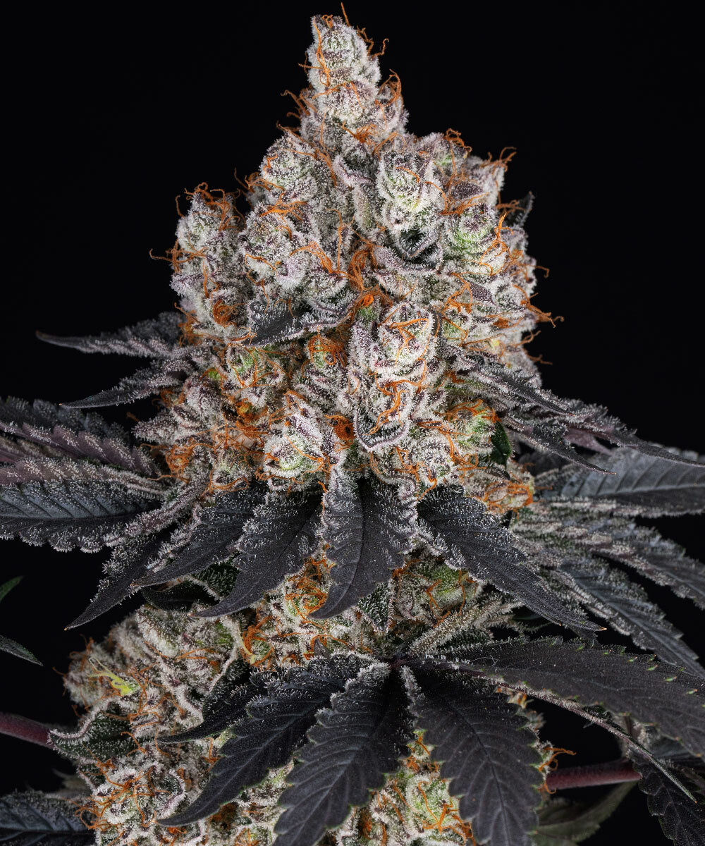 Gelato 1 St. Barney’s Farm