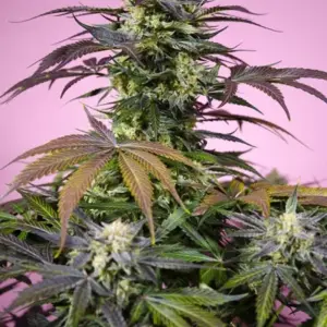 Gelonade von Sweet Seeds