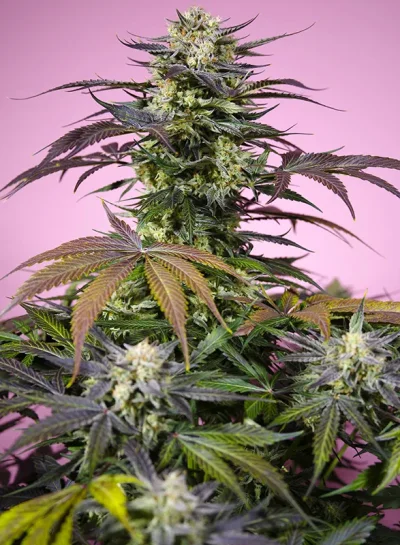 Gelonade von Sweet Seeds