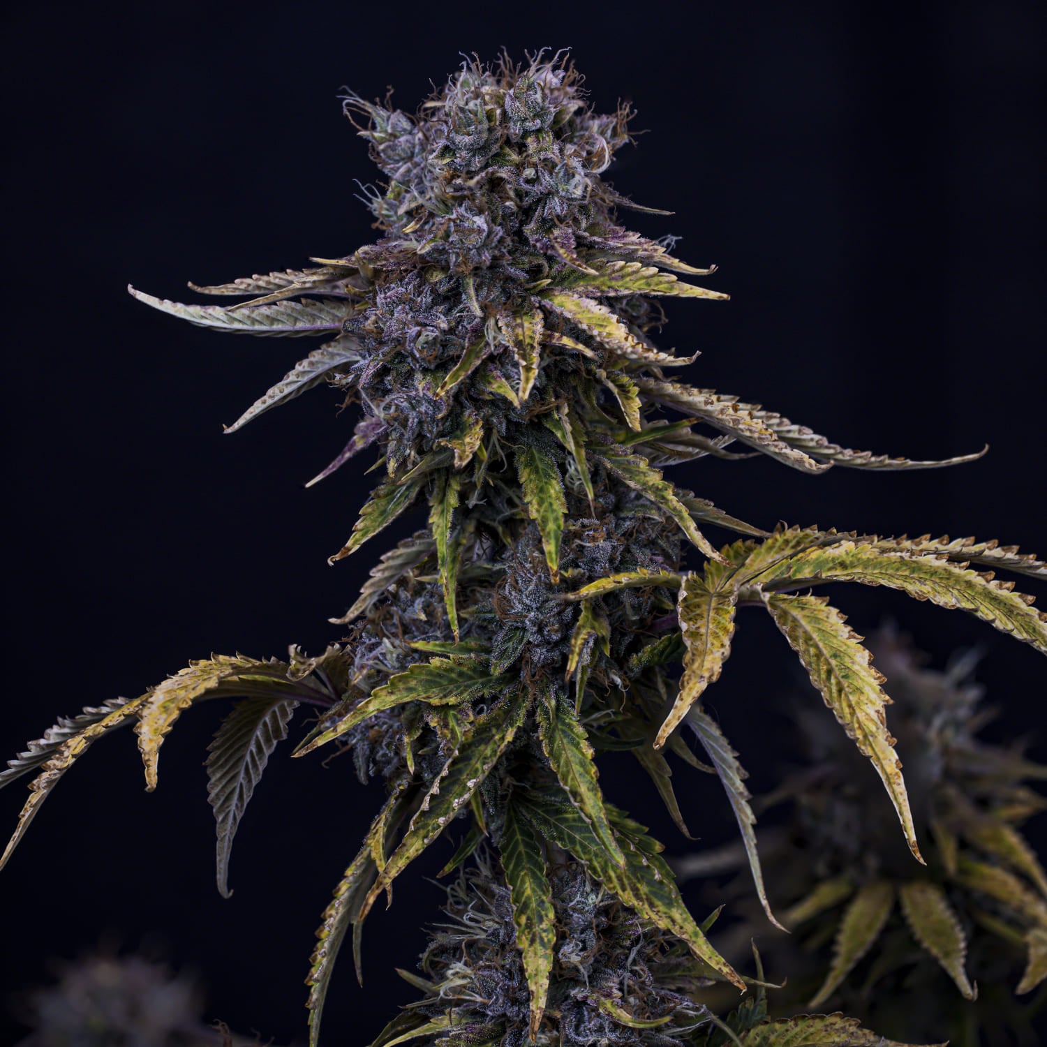 ghost toof 3+2er – mephisto genetics (autoflower samen)