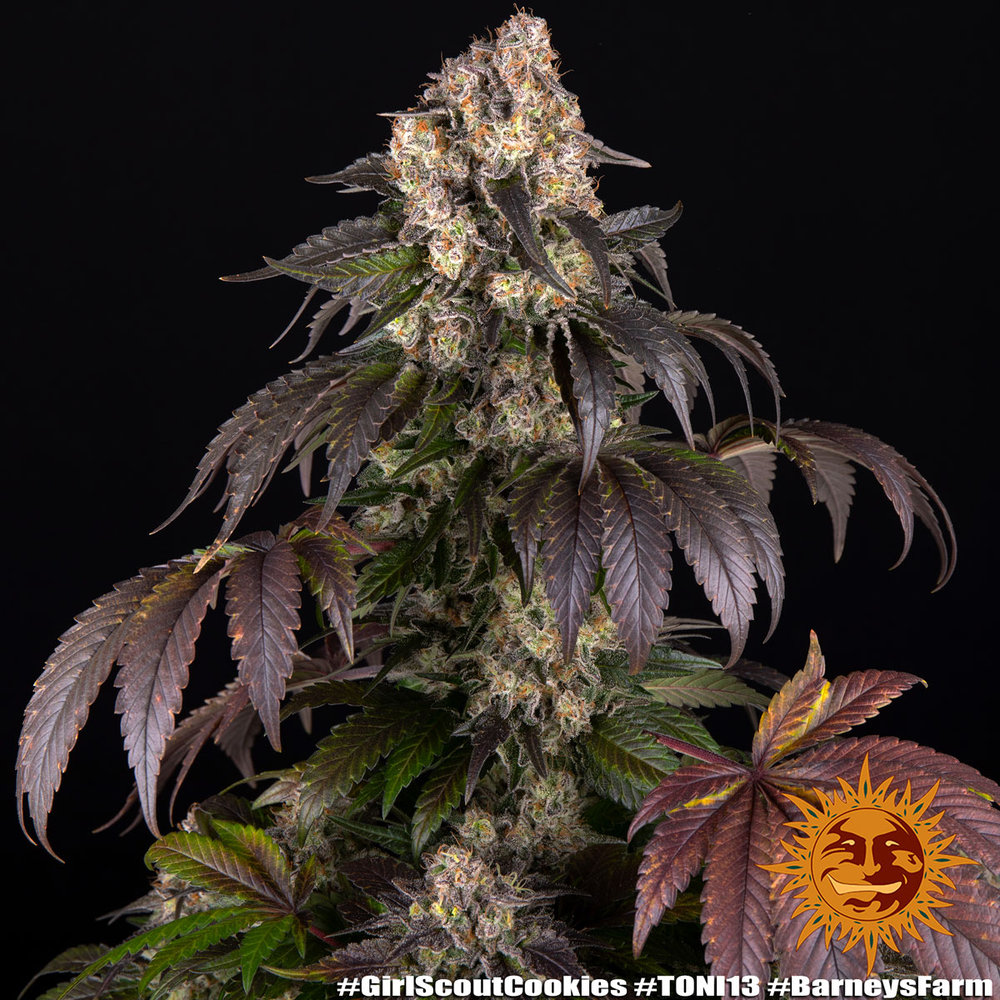Girl Scout Cookies Barney's Farm