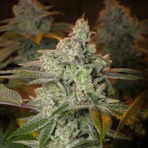 Blueberry Glue von Expert Seeds
