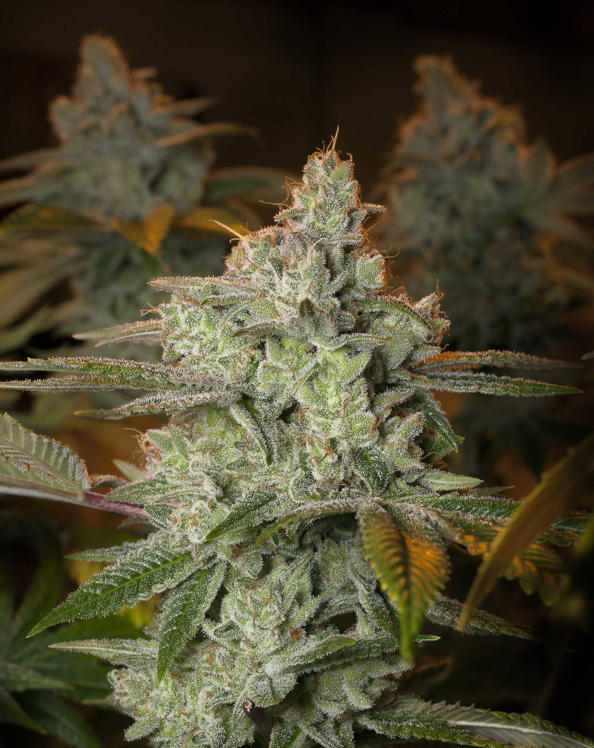 Blueberry Glue von Expert Seeds