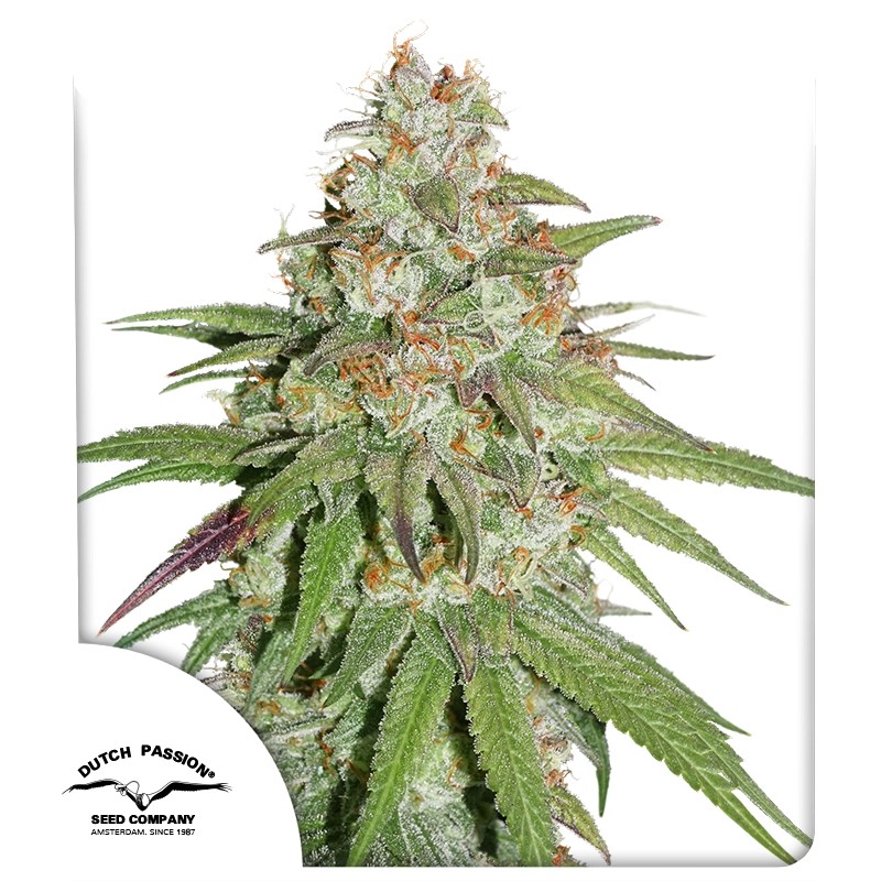 Glueberry O.G. von Dutch Passion