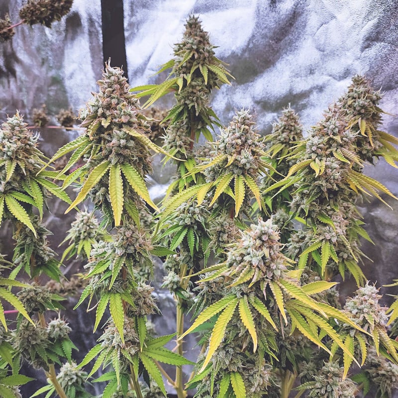 Glueberry O.G. von Dutch Passion