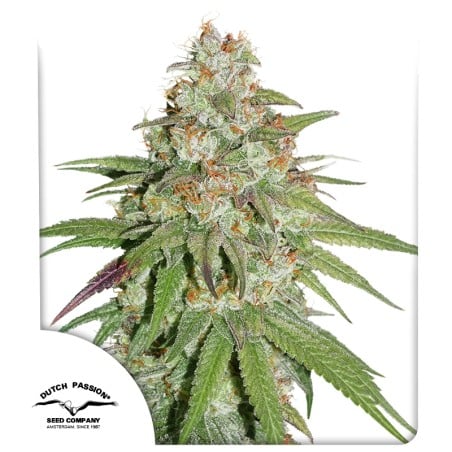 Glueberry O.G. von Dutch Passion