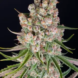 GMO Auto von Barney’s Farm