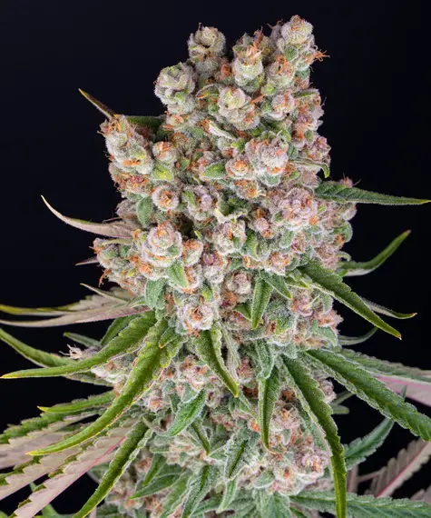 GMO Auto von Barney’s Farm