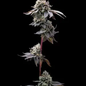 Gmo Cookies von Barney’s Farm