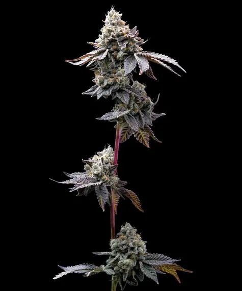Gmo Cookies von Barney’s Farm