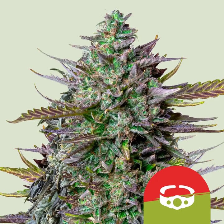 GOAT'lato Auto von Royal Queen Seeds