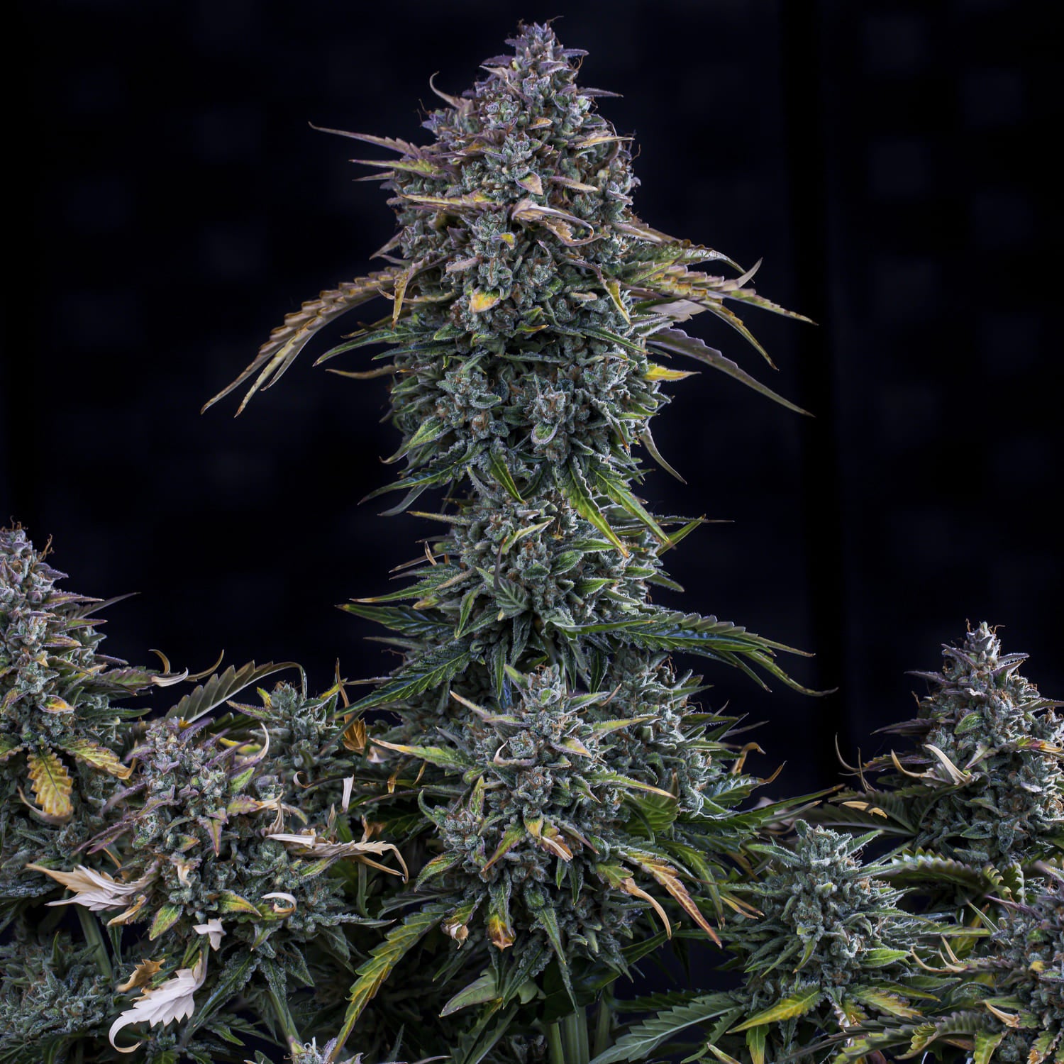 gold glue 3+2er – mephisto genetics (autoflower samen)