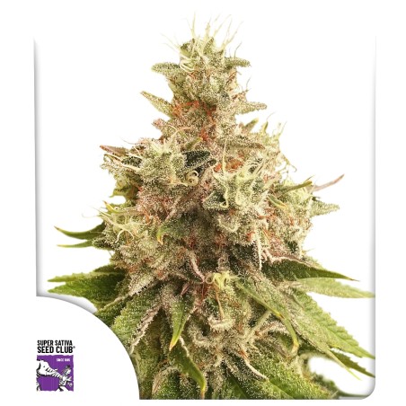 Golden Apple Haze von Dutch Passion