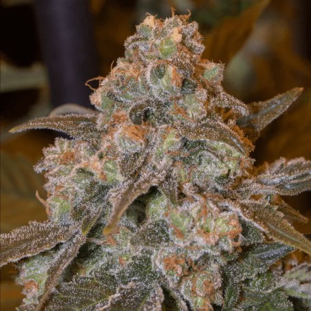 Gorilla Frost 10er Silent Seeds