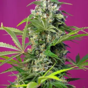 Gorilla Girl von Sweet Seeds