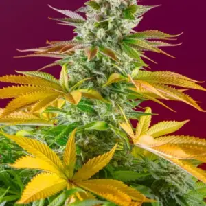 Gorilla Girl F1 Fast Version von Sweet Seeds