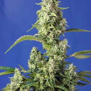 Gorilla Girl XL Auto von Sweet Seeds