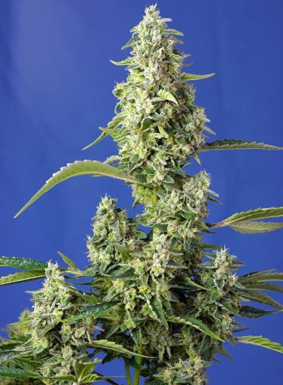 Gorilla Girl XL Auto von Sweet Seeds