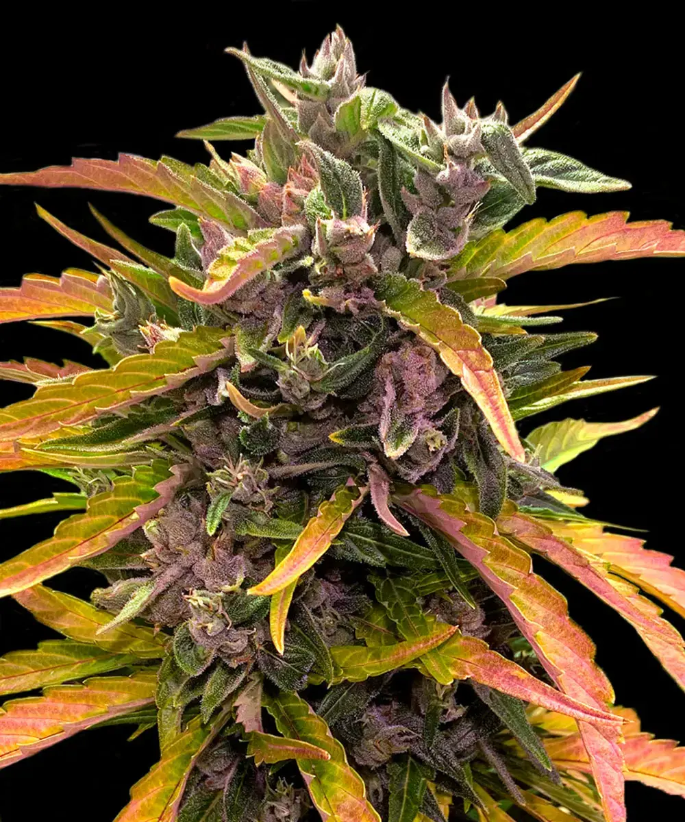 GG4 Auto Barney's Farm