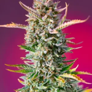 Gorilla Sherbet F1 Fast Version von Sweet Seeds