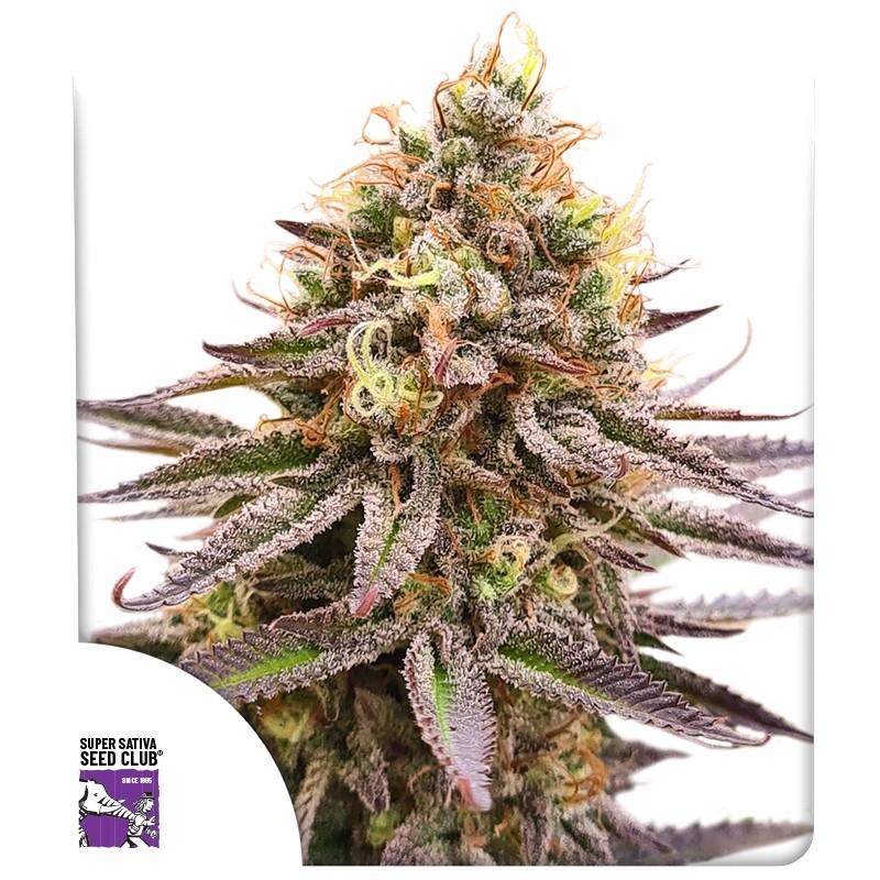 Gorilla Super Glue von Super Sativa Seed Club