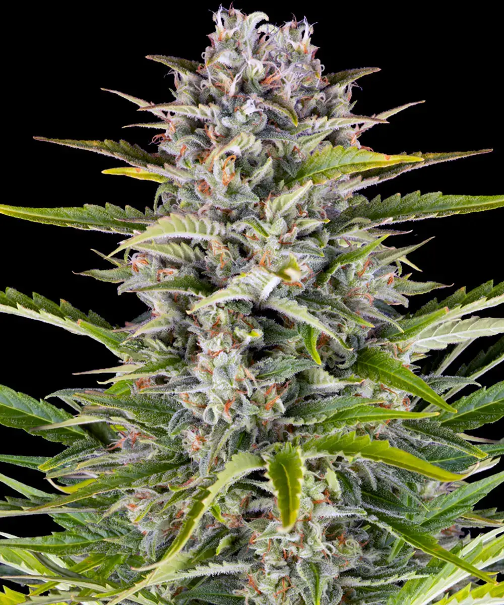 Gorilla Zkittlez Auto Barney's Farm