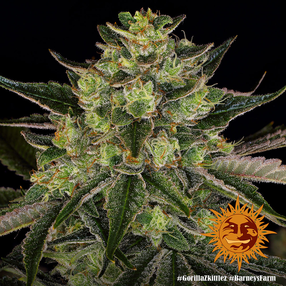 Gorilla Z Barney's Farm