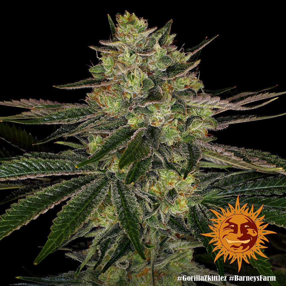 Gorilla Zkittlez Barney's Farm