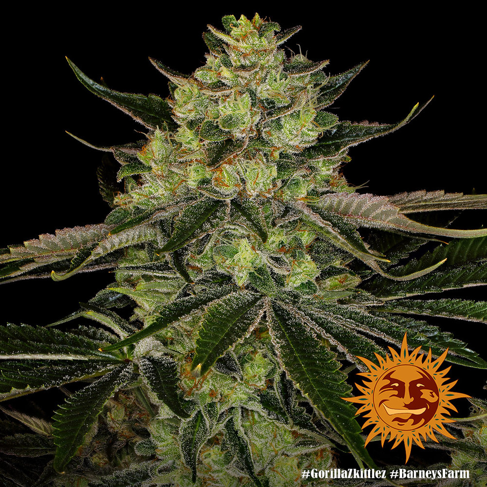 Gorilla Zkittlez Barney's Farm