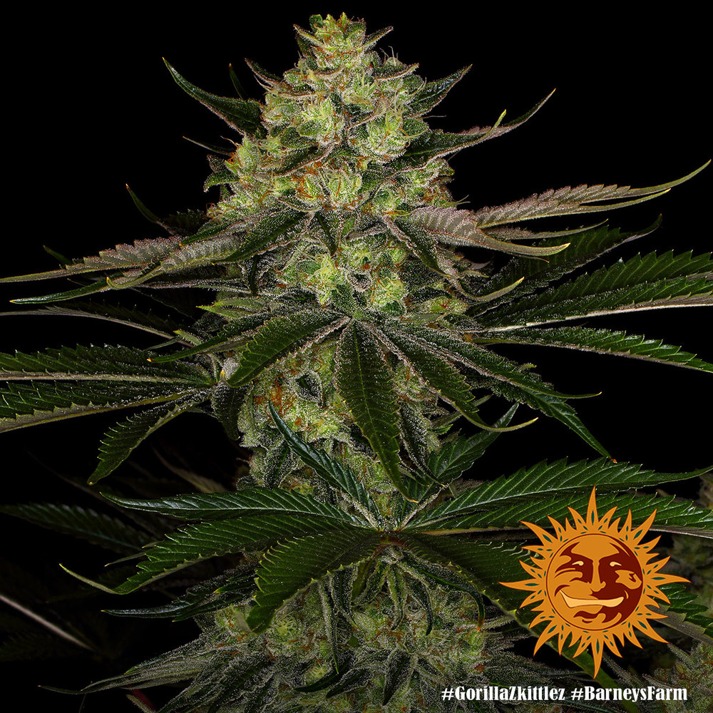 Gorilla Zkittlez Barney's Farm