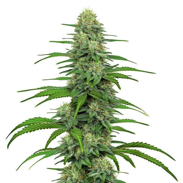 GG4 von Blimburn Seeds