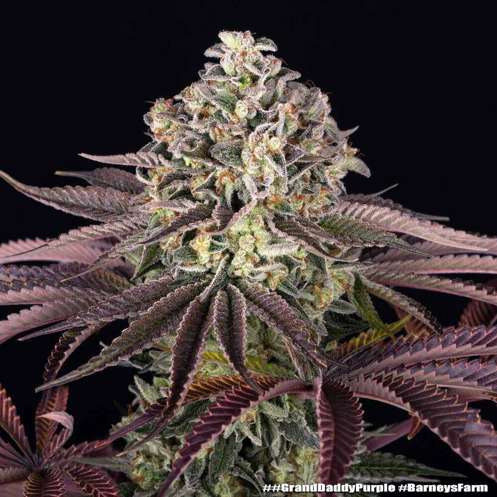 Granddaddy Purple Barney’s Farm