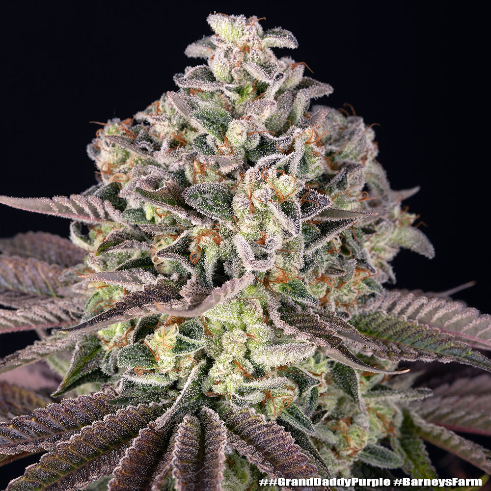 Granddaddy Purple Barney’s Farm