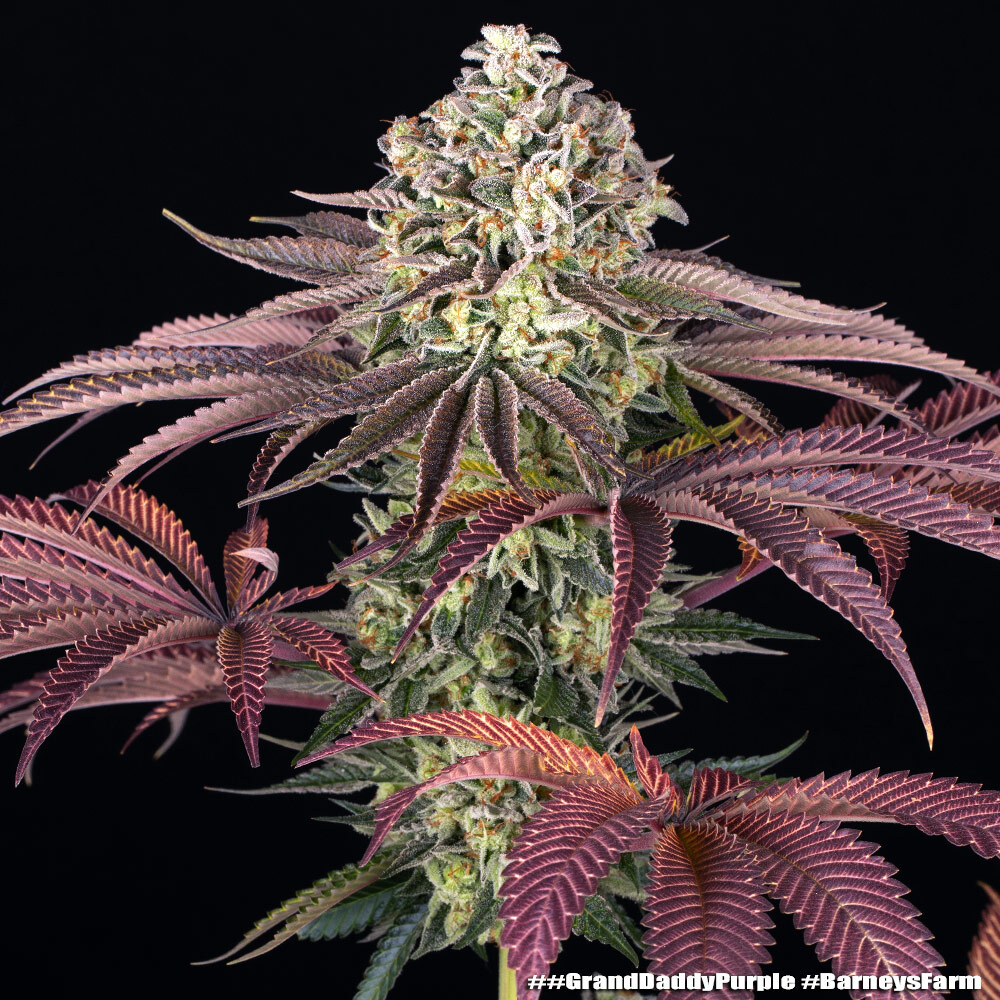 Granddaddy Purple Barney’s Farm