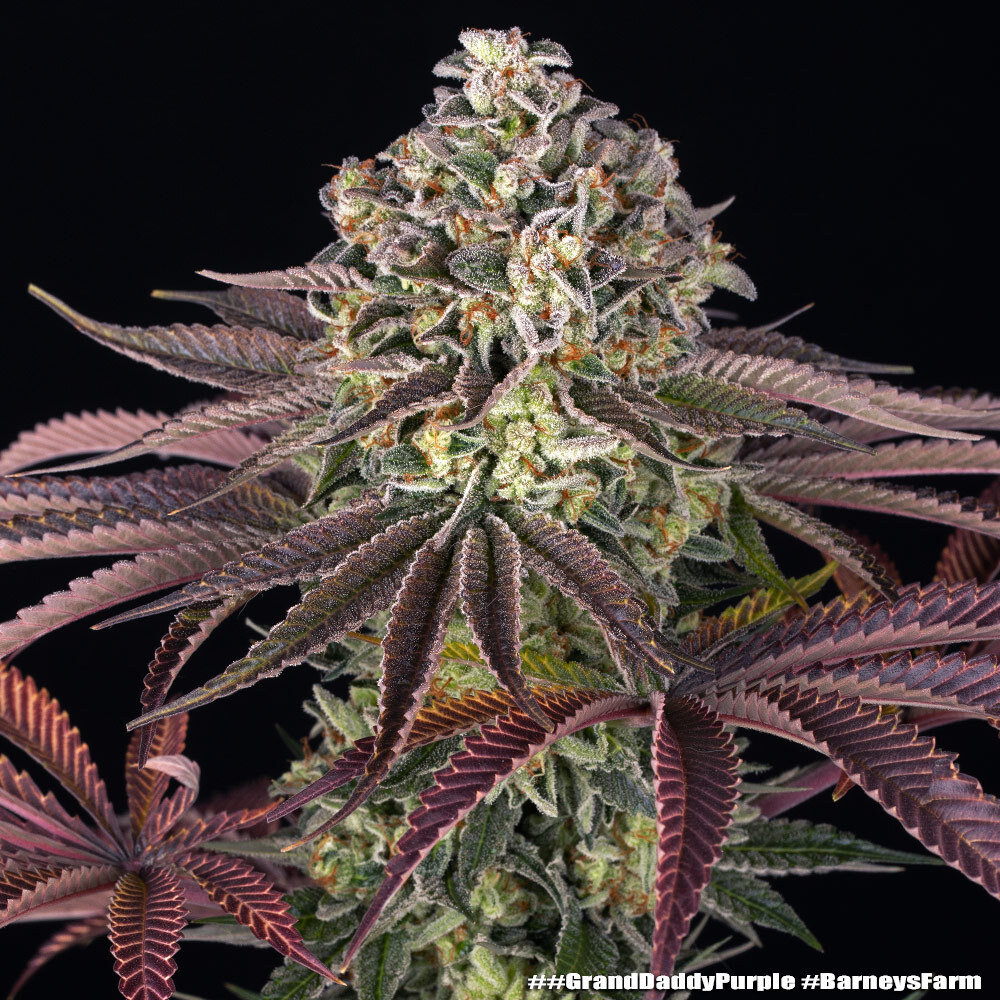 Granddaddy Purple Barney’s Farm