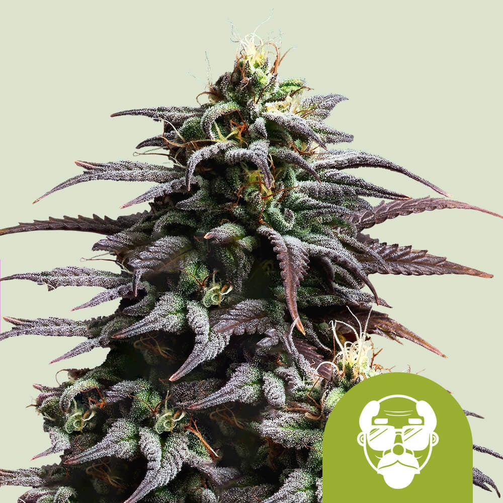 Granddaddy Purple Auto von Royal Queen Seeds