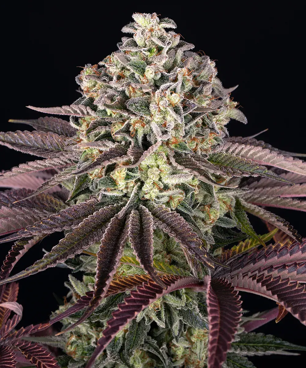 GrandDaddy Purple 1 St. Barney’s Farm