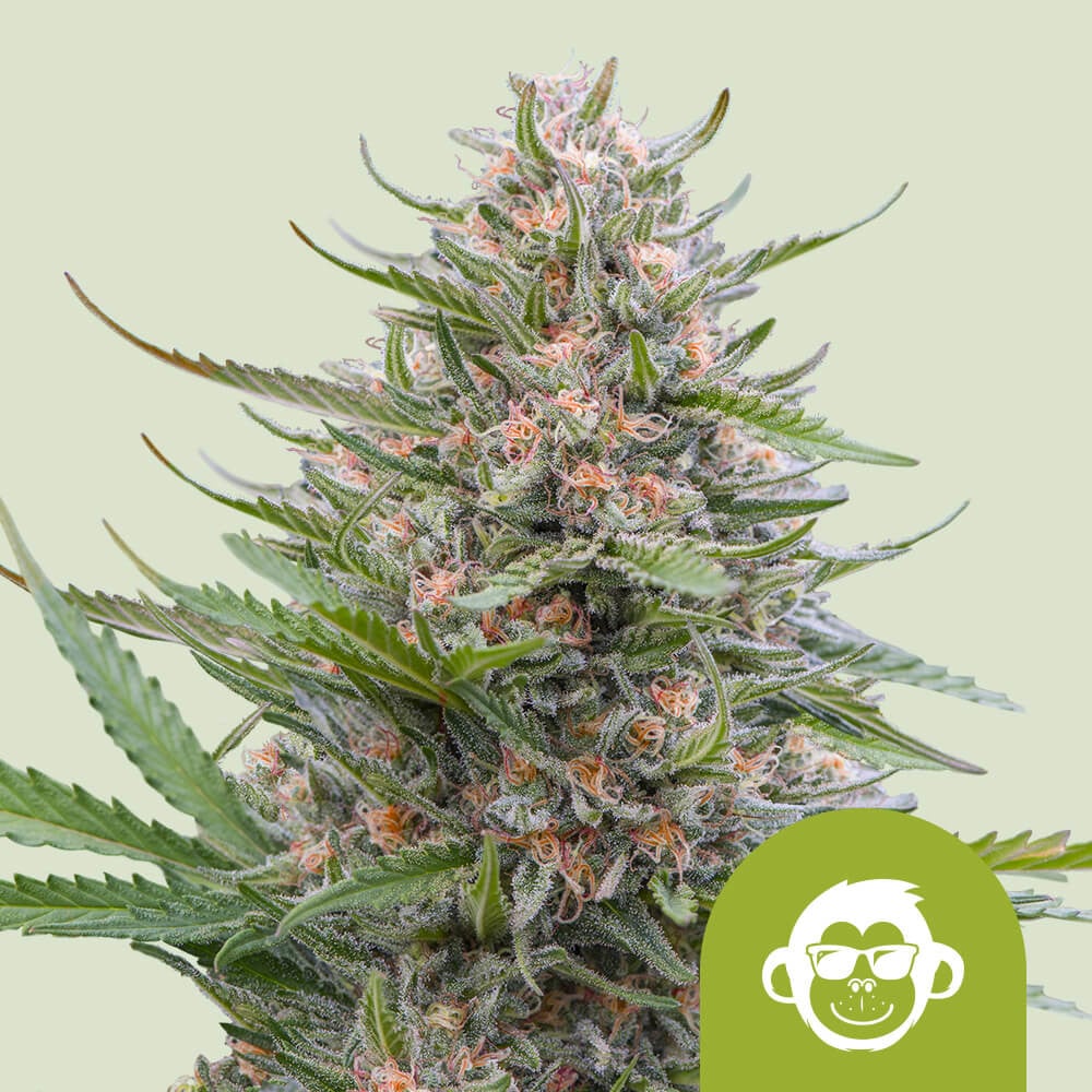 Grape Ape Auto von Royal Queen Seeds