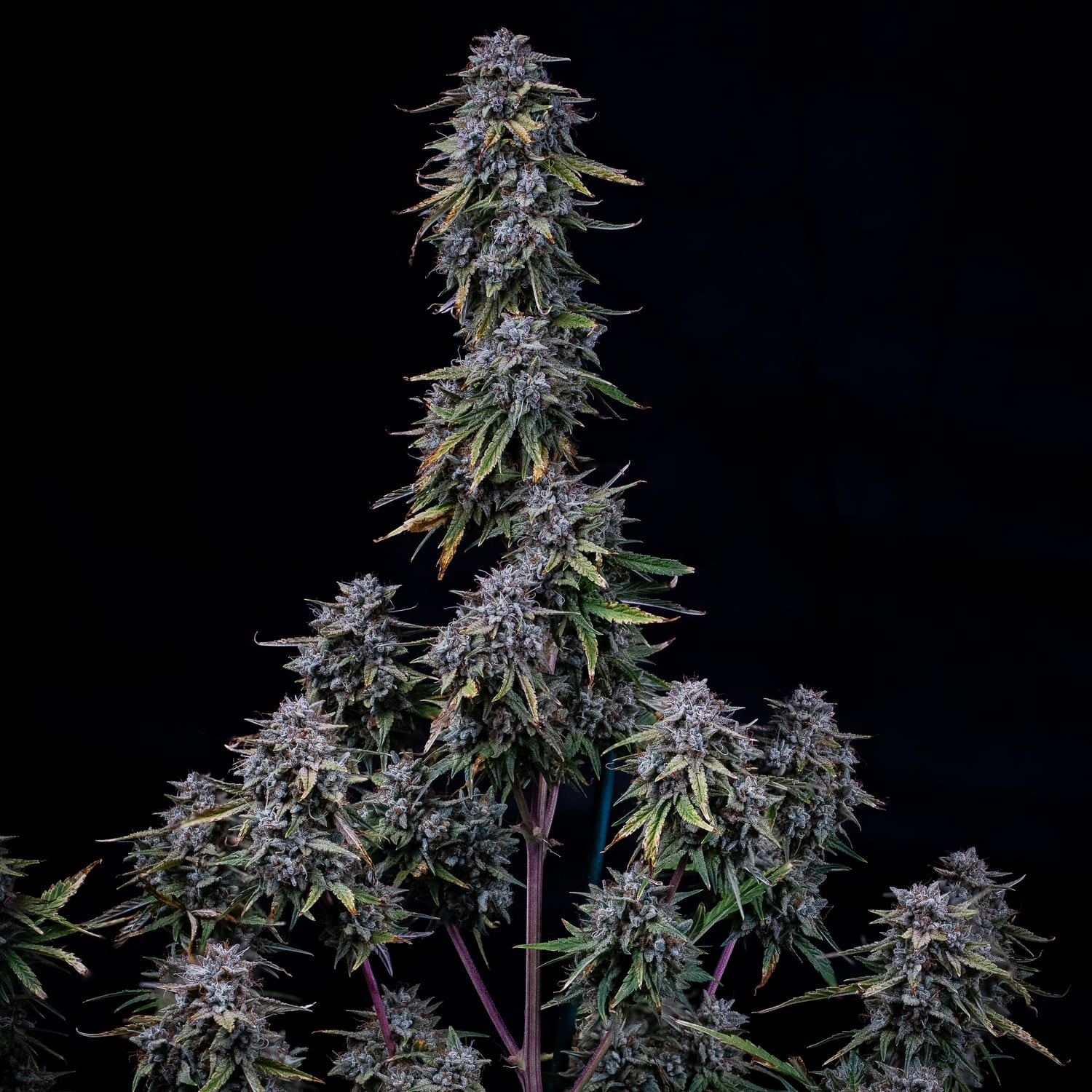 grape crinkle 3+2er – mephisto genetics (autoflower samen)