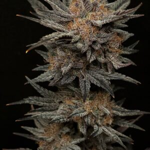 mephisto's grape crush 3+2er – mephisto genetics (autoflower samen)