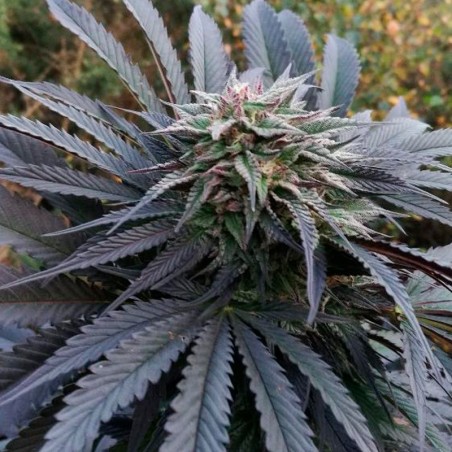 Grape Juice 10er Silent Seeds