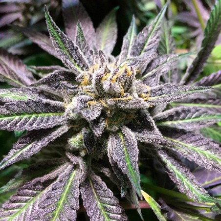 Grape Juice 10er Silent Seeds