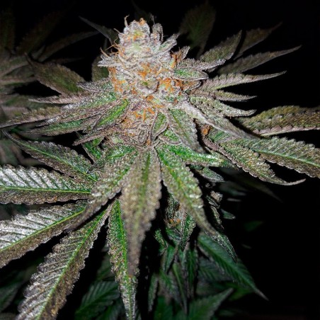 Grape Juice 10er Silent Seeds