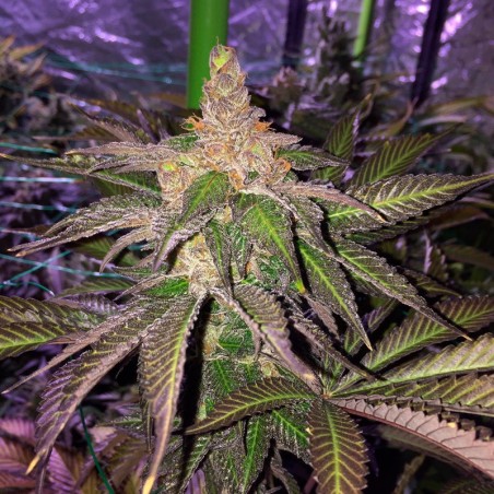 Grape Juice 10er Silent Seeds