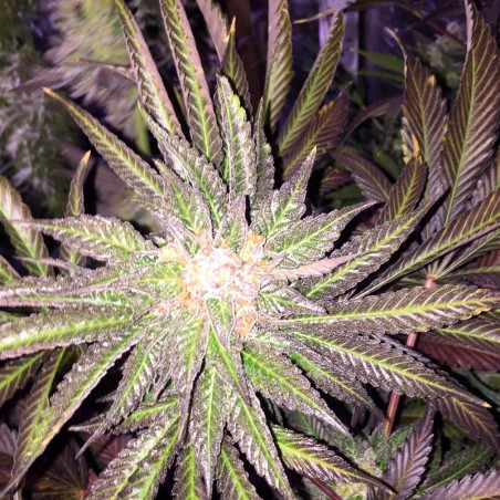 Grape Juice 10er Silent Seeds