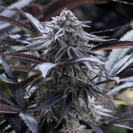 Grape Juice 10er Silent Seeds