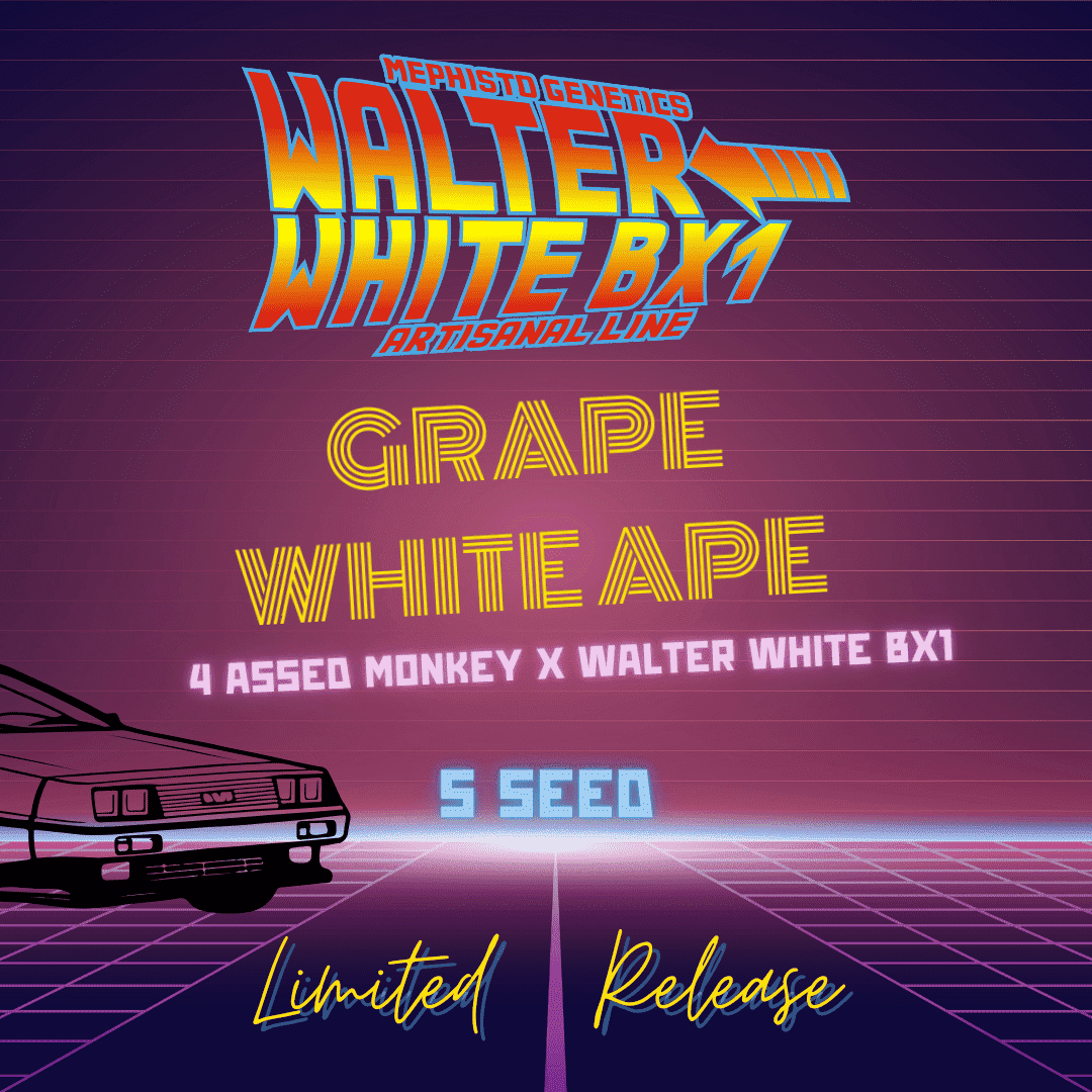 grape white ape 5er – mephisto genetics (autoflower samen)