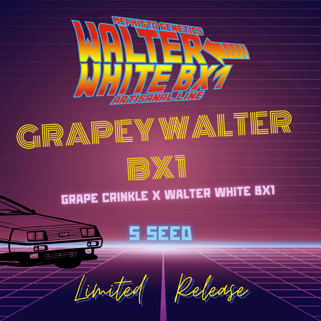 grapey walter bx1 5er – mephisto genetics (autoflower samen)
