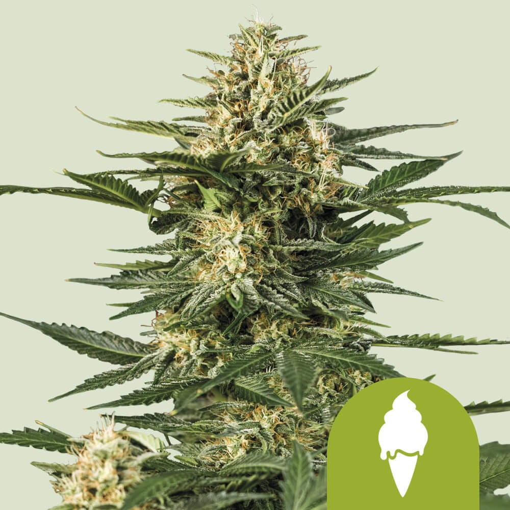 Green Gelato Auto von Royal Queen Seeds