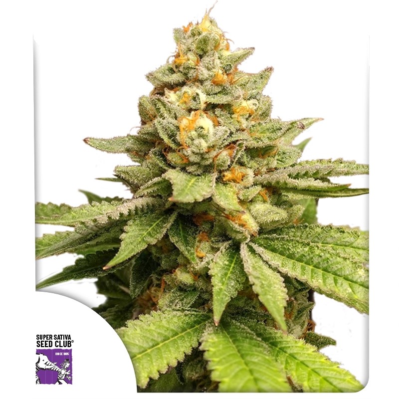 Green Papaya von Dutch Passion